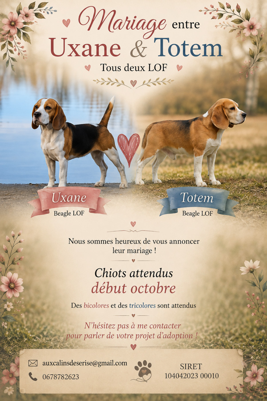 Des beaglous pour octobre !