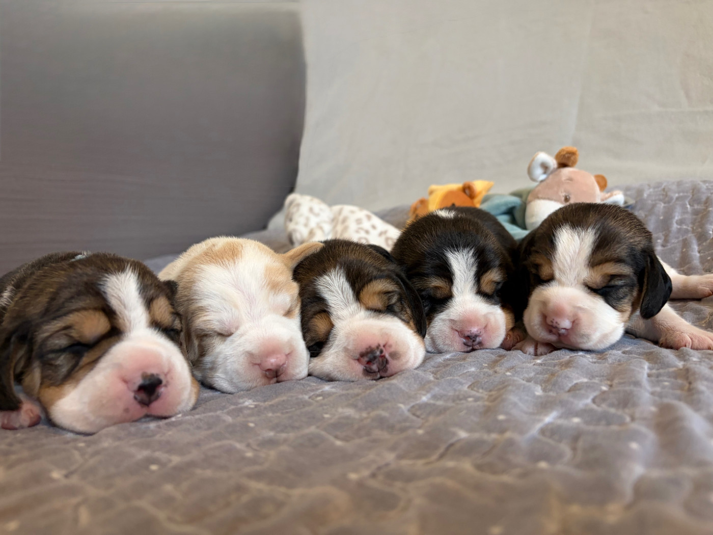 ILS SONT NÉS 😍🐶