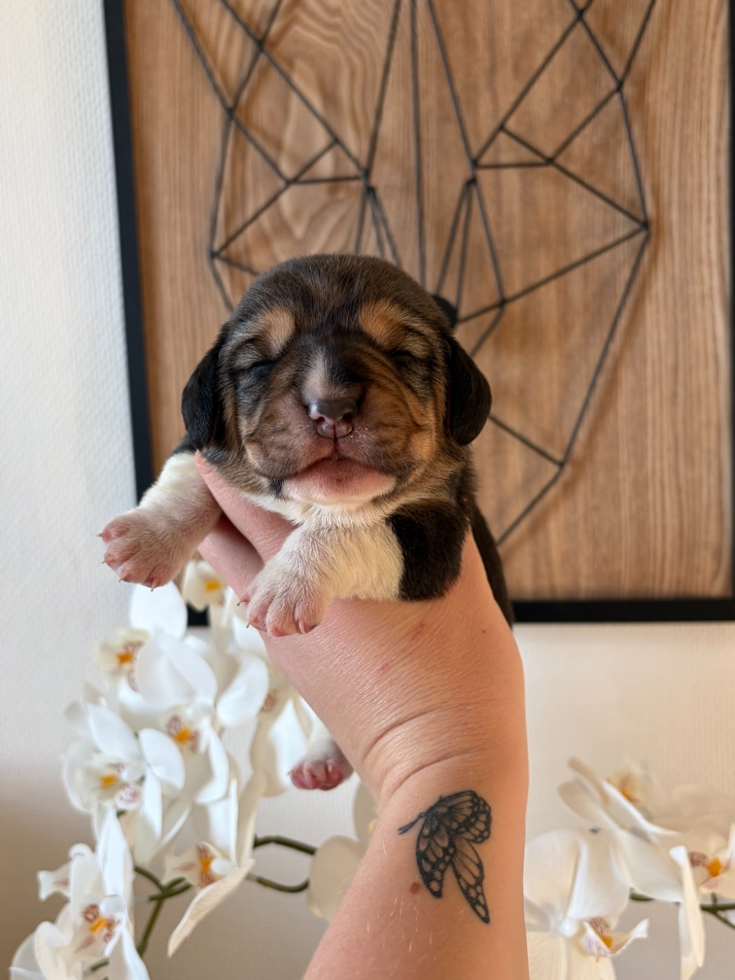 Aux Câlins De Serise - Chiots disponibles - Beagle