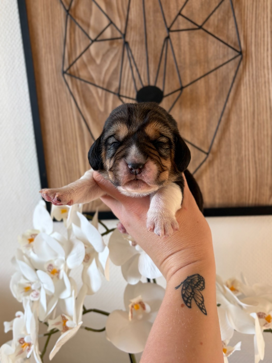 Aux Câlins De Serise - Chiots disponibles - Beagle