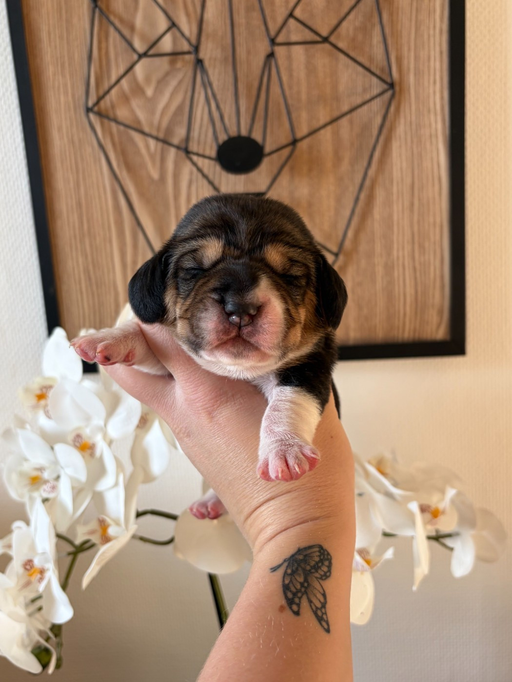 Aux Câlins De Serise - Chiots disponibles - Beagle