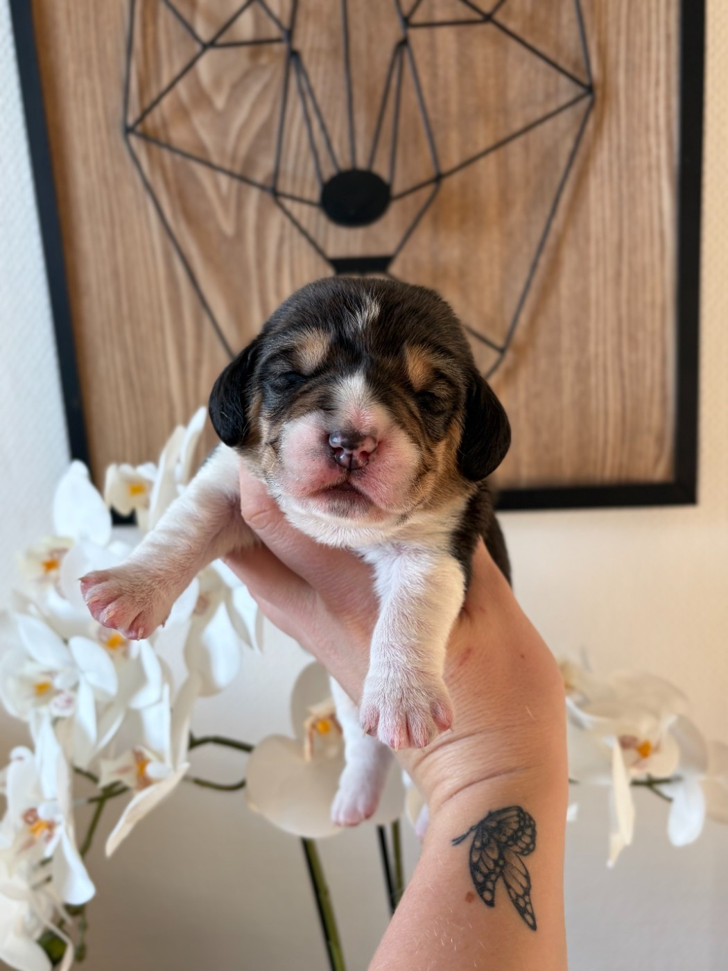 Aux Câlins De Serise - Chiots disponibles - Beagle