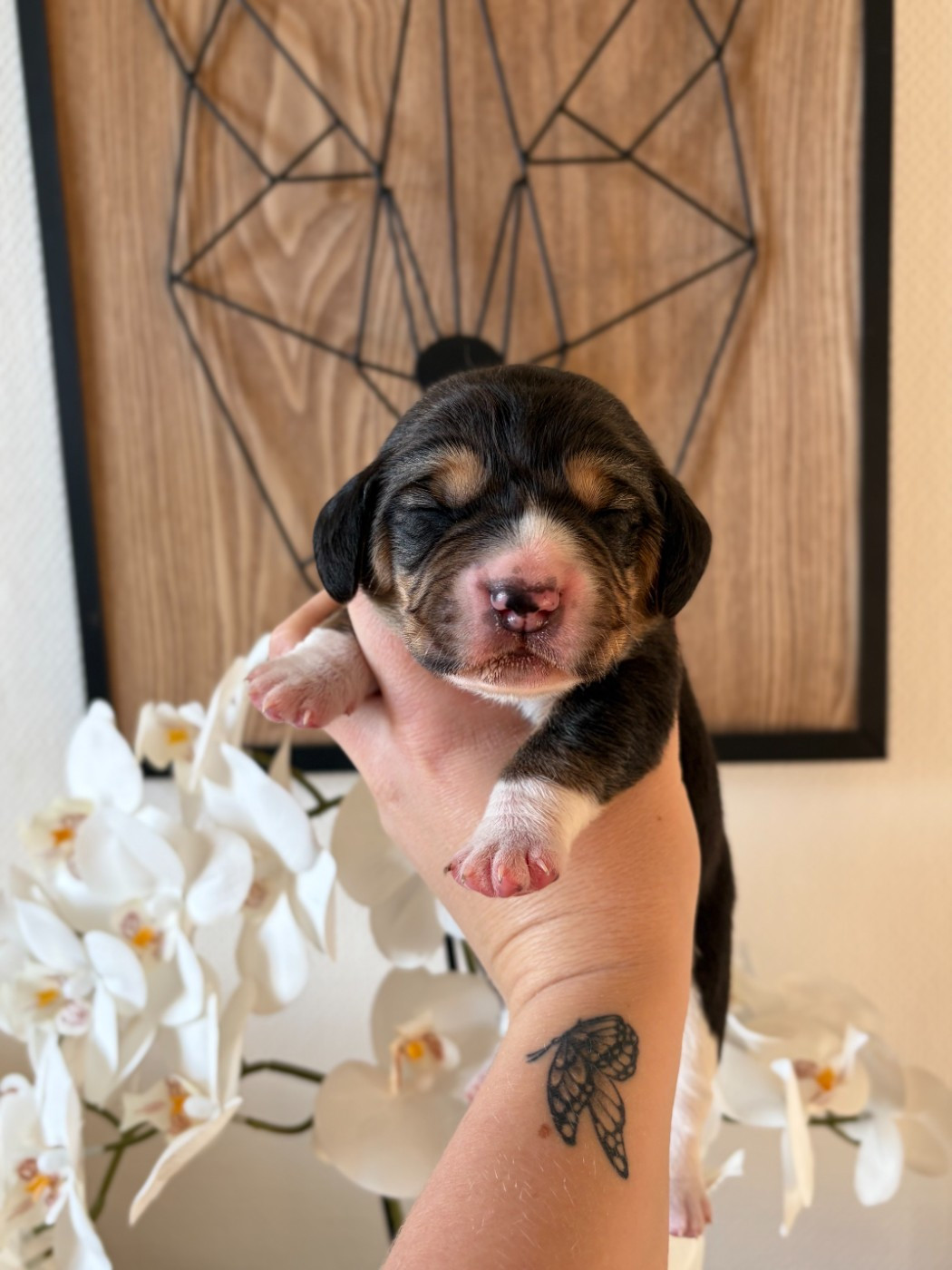 Aux Câlins De Serise - Chiots disponibles - Beagle