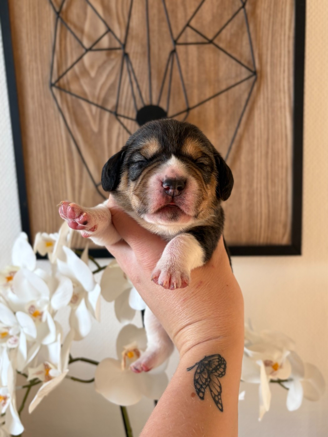 Aux Câlins De Serise - Chiots disponibles - Beagle