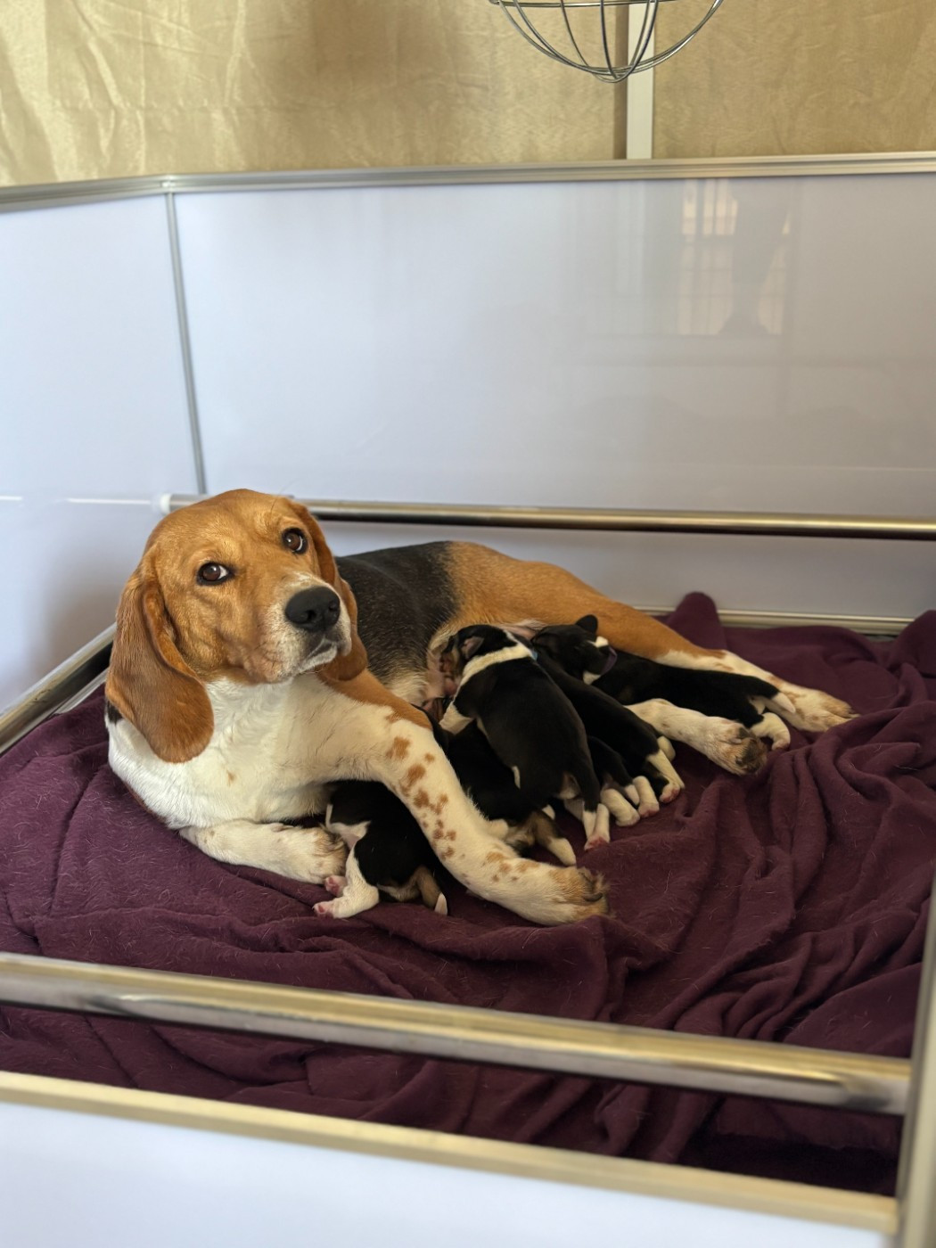 Chiot Beagle Aux Câlins De Serise
