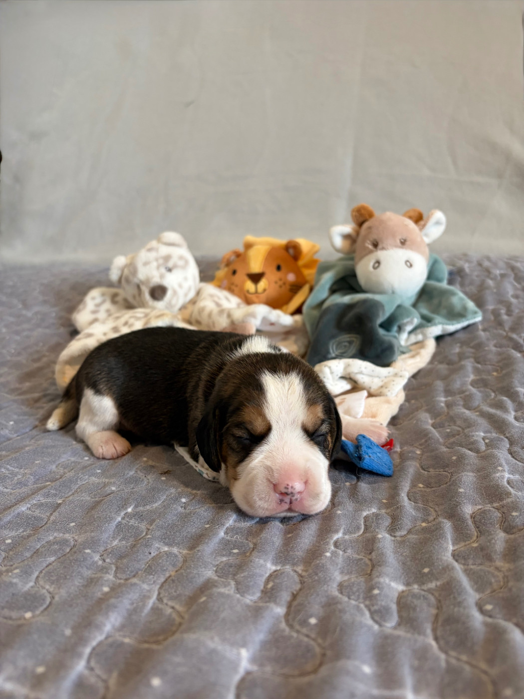 Aux Câlins De Serise - Chiots disponibles - Beagle
