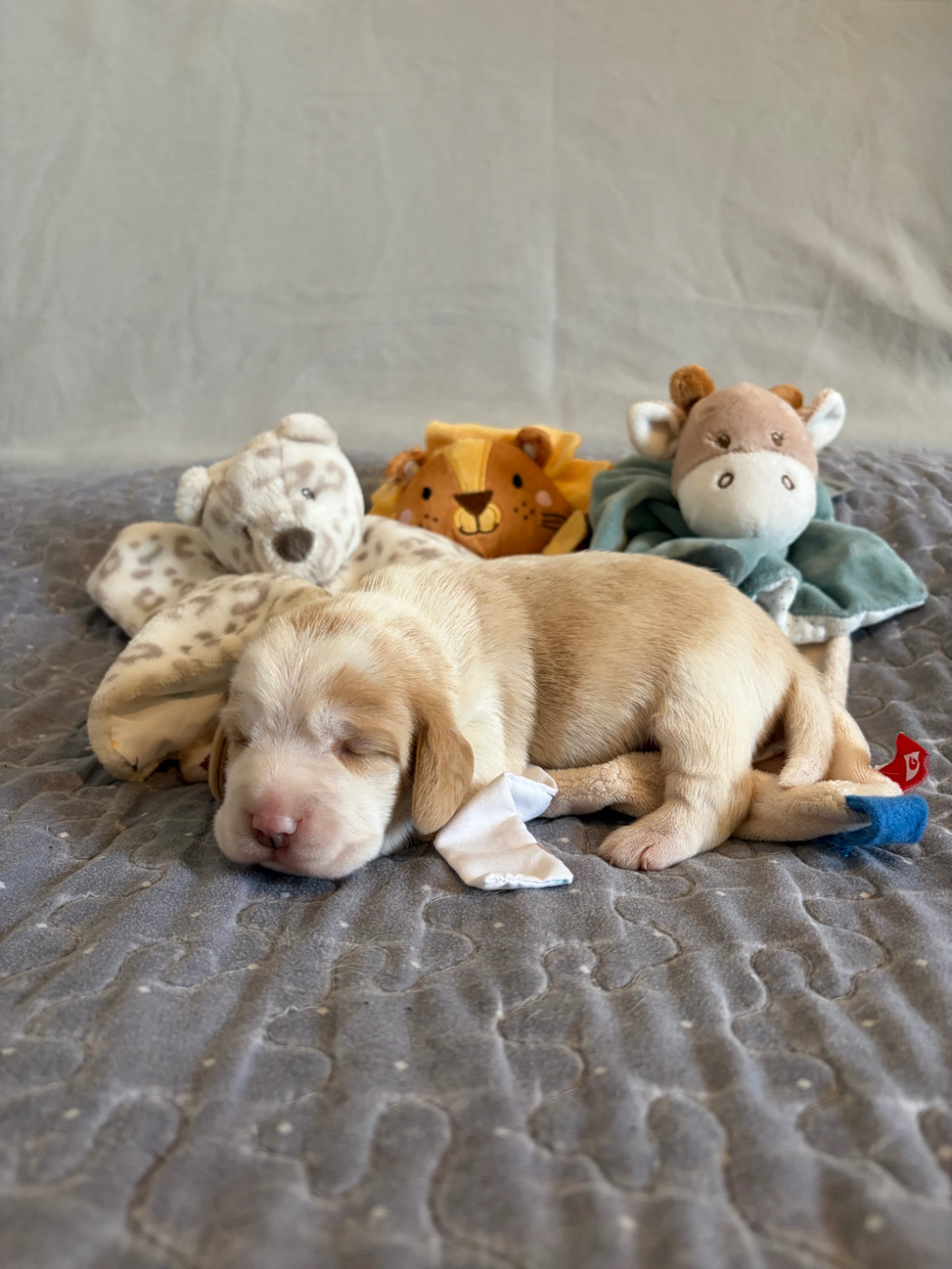 Aux Câlins De Serise - Chiots disponibles - Beagle