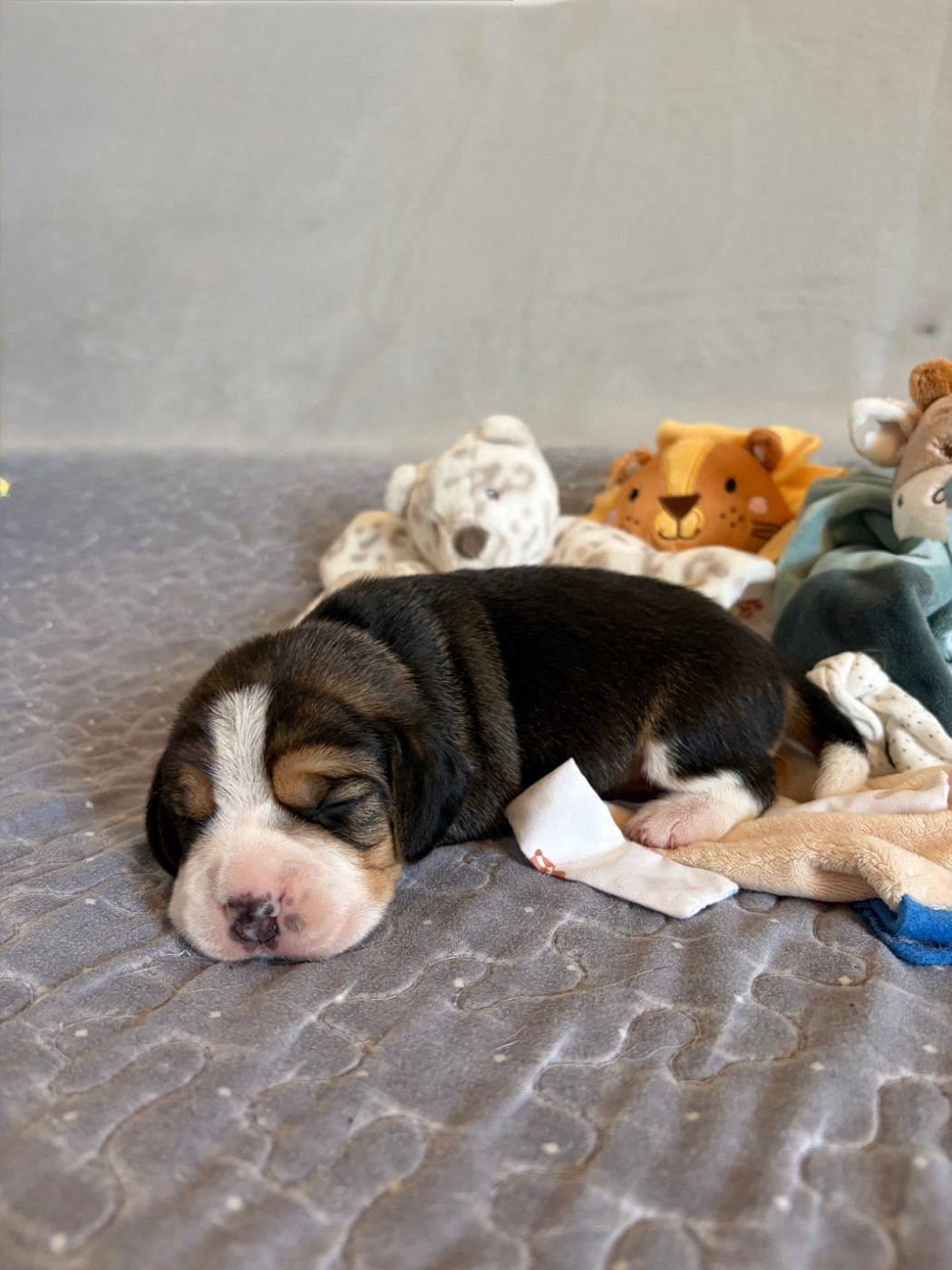Aux Câlins De Serise - Chiots disponibles - Beagle