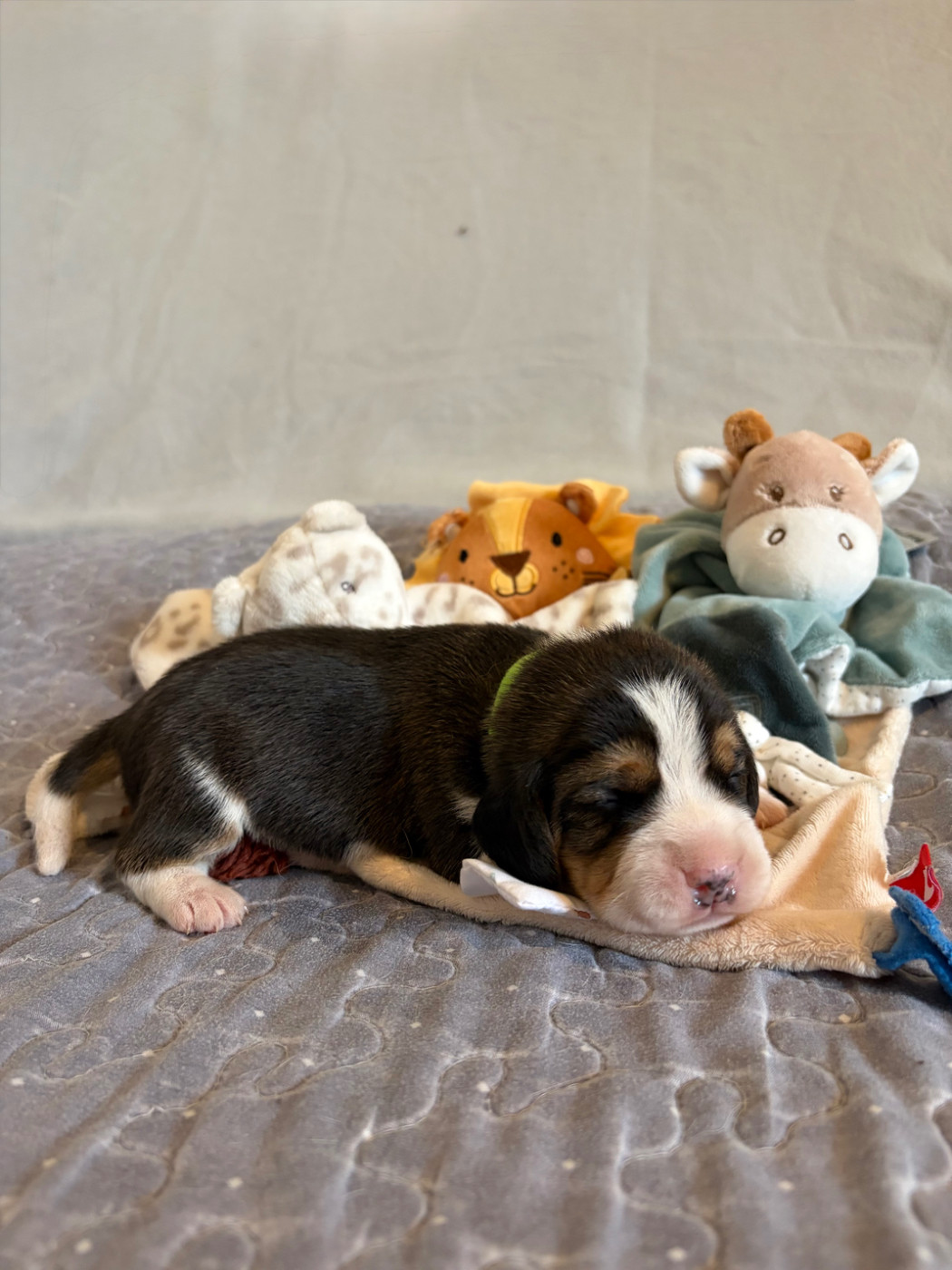 Aux Câlins De Serise - Chiots disponibles - Beagle