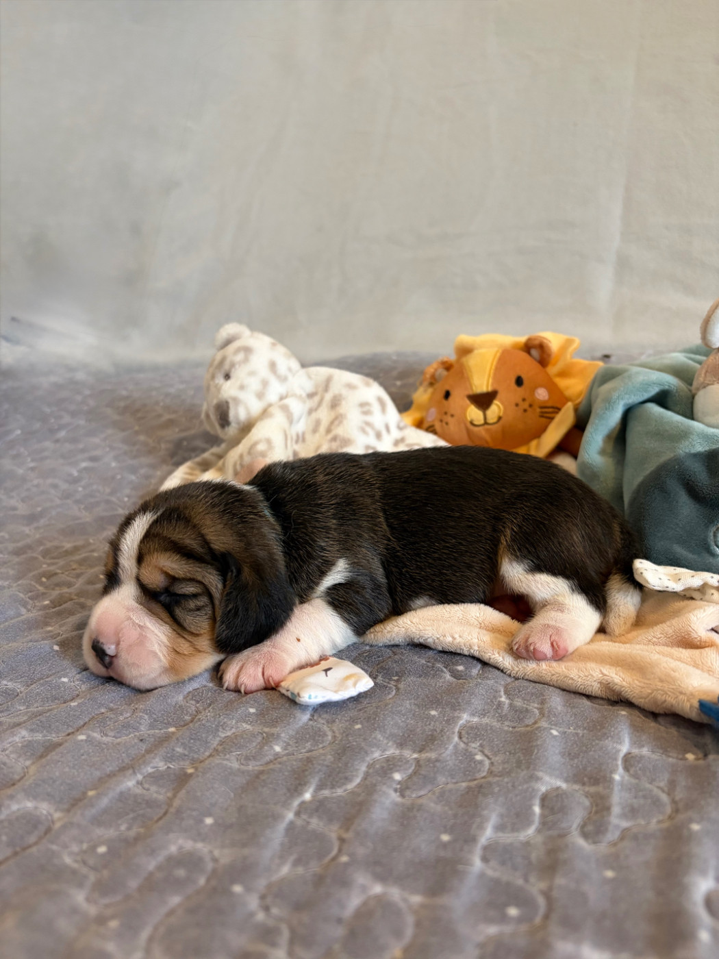 Aux Câlins De Serise - Chiots disponibles - Beagle