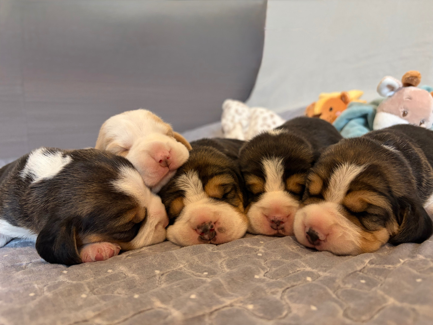 Chiot Beagle Aux Câlins De Serise