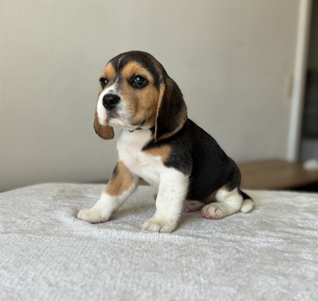 Aux Câlins De Serise - Chiots disponibles - Beagle